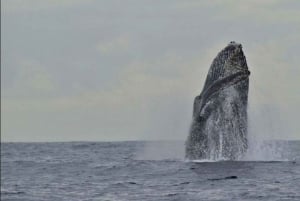 San José del Cabo: Whale Watching Experience