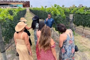 San Miguel de Allende: Visita a viñedos locales y cata de vinos