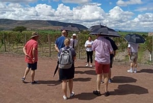 San Miguel de Allende: Visita a viñedos locales y cata de vinos