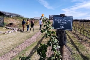 San Miguel de Allende: Visita a viñedos locales y cata de vinos