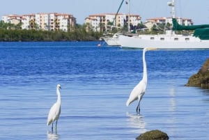 Excursión en Kayak de Mar - Safari por los Manglares