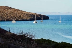 Sea Kayak Tour - Marine Safari