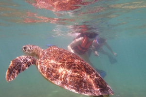 Excursión con tortugas marinas