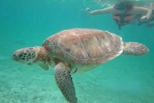 Sea turtle tour