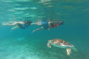 Excursión con tortugas marinas
