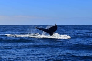 Shared Whale Watching Cruise with Open Bar in Cabo San Lucas