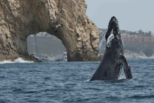 Shared Whale Watching Cruise with Open Bar in Cabo San Lucas