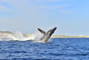 Shared Whale Watching Cruise with Open Bar in Cabo San Lucas