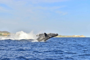 Shared Whale Watching Cruise with Open Bar in Cabo San Lucas