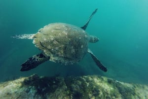 Esnórquel: Excursión de snorkel en los arrecifes