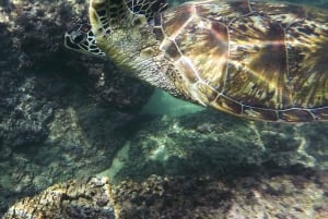 Esnórquel: Excursión de snorkel en los arrecifes