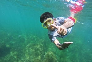 Esnórquel: Excursión de snorkel en los arrecifes