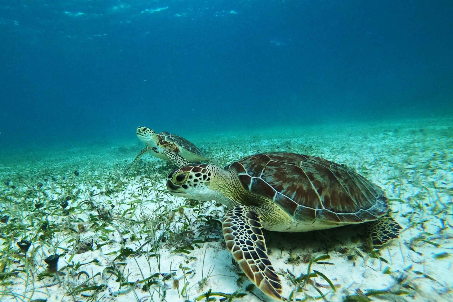 Snorkel Tour: searching for turtles at Mahahual reef lagoon