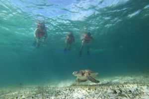 Excursión de snorkel: en busca de tortugas en la laguna de arrecife de Mahahual