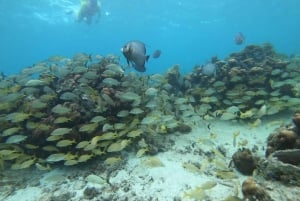 Snorkel Tour: searching for turtles at Mahahual reef lagoon