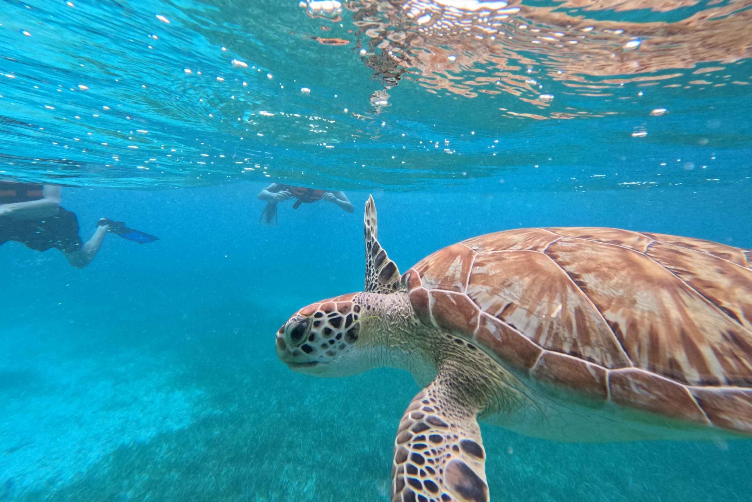practica snorkel con peces tropicales, arrecifes, tortugas y rayas marinas