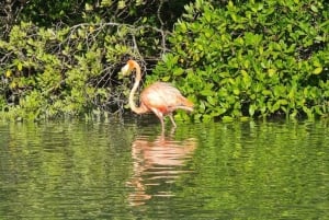 Holbox: Salida del Sol y Excursión en Kayak por los Manglares