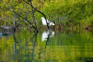 Holbox: Salida del Sol y Excursión en Kayak por los Manglares