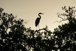 Holbox: Salida del Sol y Excursión en Kayak por los Manglares