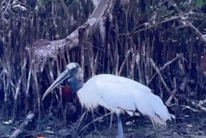 Holbox: Salida del Sol y Excursión en Kayak por los Manglares