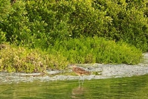 Holbox: Salida del Sol y Excursión en Kayak por los Manglares