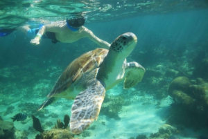 Swim in Cenote, Snorkel With Sea Turtles and Beach Club.