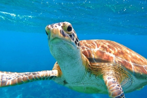 Swim in Cenote, Snorkel With Sea Turtles and Beach Club.