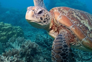 Nada en el Cenote, Bucea con Tortugas Marinas y Club de Playa.