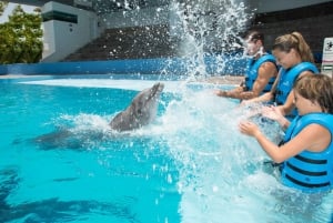 Swim with dolphins Splash - Interactive Aquarium Cancun