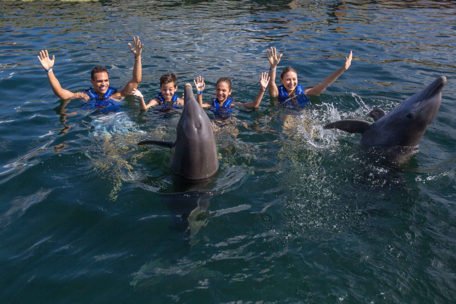 Swim with dolphins Splash - Riviera Maya