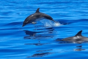 Tampa Bay: Dolphin Shelling Snorkeling Cruise