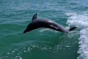 Tampa Bay: Dolphin Shelling Snorkeling Cruise