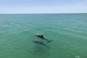 Tampa Bay: Dolphin Shelling Snorkeling Cruise