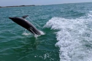 Tampa Bay: Dolphin Shelling Snorkeling Cruise