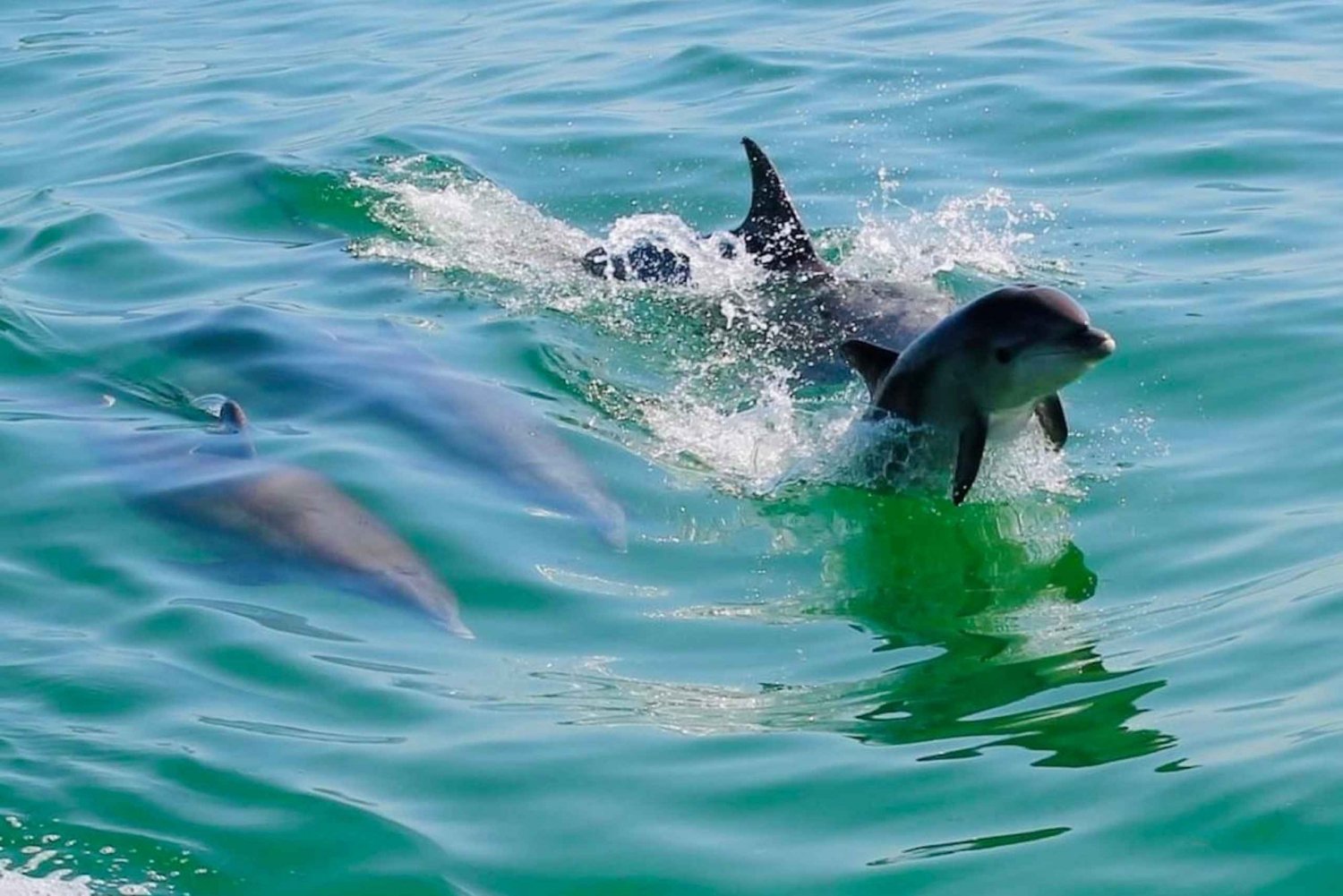 Tarpon Springs: Crucero nocturno con delfines