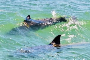 Tarpon Springs: Crucero nocturno con delfines