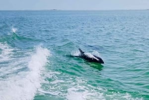 Tarpon Springs: Crucero nocturno con delfines