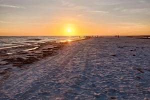 Tarpon Springs: Crucero nocturno con delfines