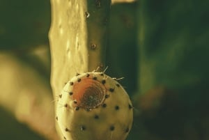 Teotihuacán: Historia, Cultura y Degustación de Pulque en Bicicleta