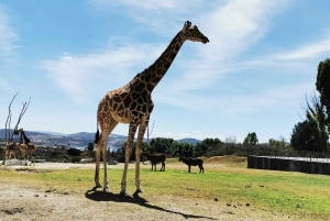 Safari a Teotihuacan: Ruinas Antiguas e Interacción con Animales