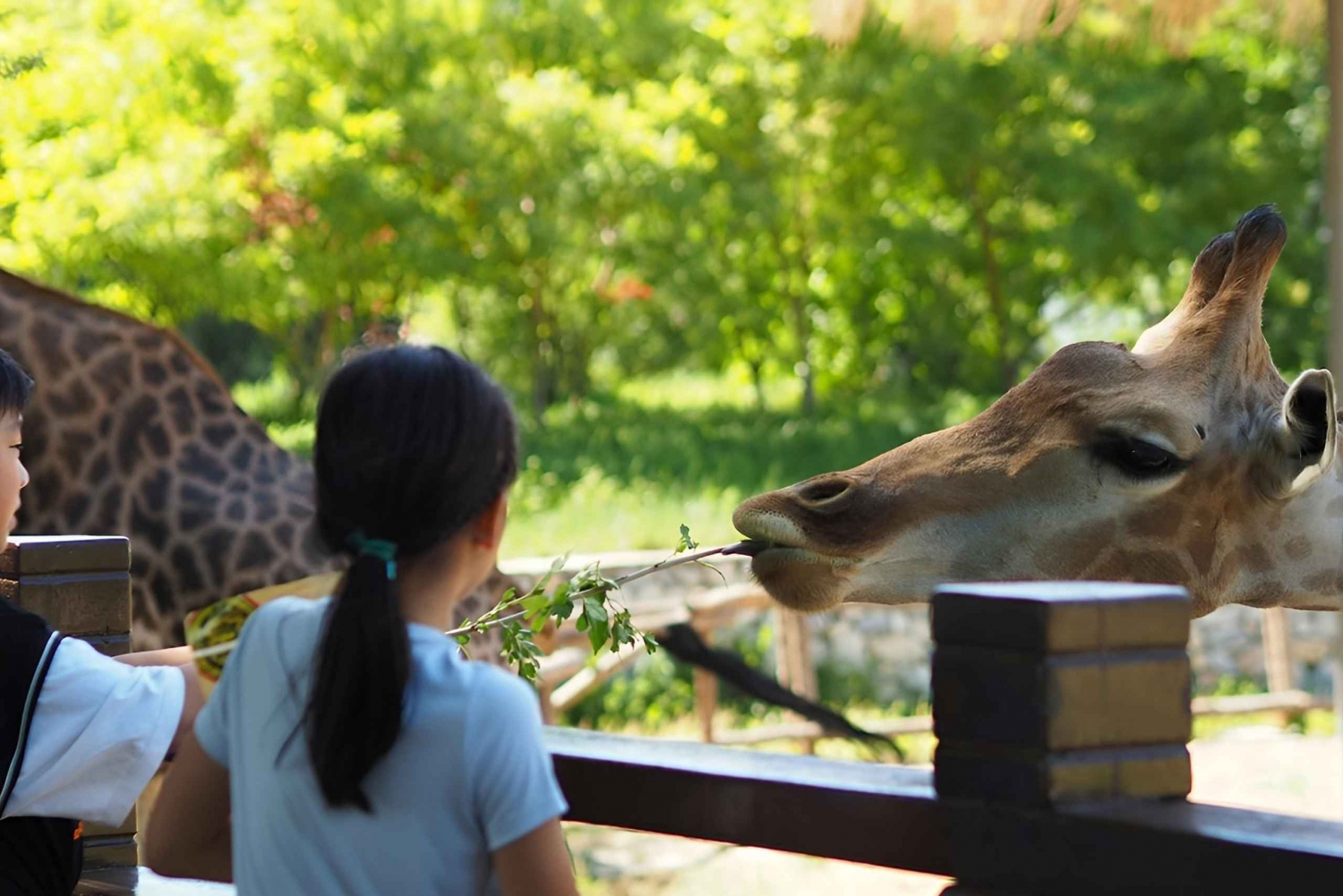 Teotihuacan Safari: Old Ruins and Interact with Animals