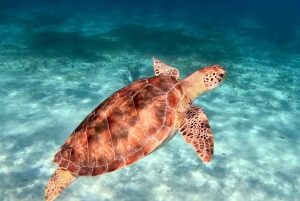 The Cozumel Turtle Sanctuary Snorkel Tour