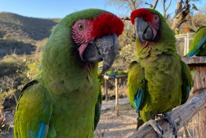 La experiencia guacamaya de San Luis Potosí