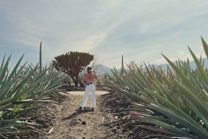 El viaje del mezcal