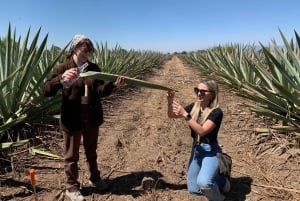 El viaje del mezcal