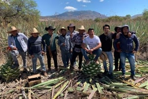 El viaje del mezcal