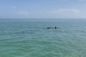 Desde Holbox: Tour en barco para nadar y ver la fauna de las 3 Islas