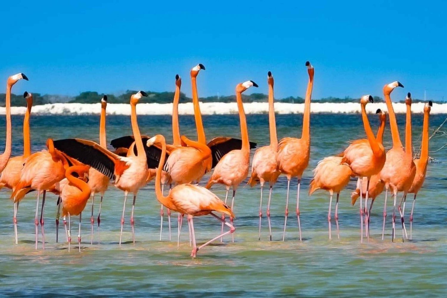 flamingo tour in Rio Lagartos, Yucatan 3 hours