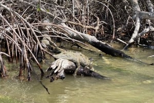 flamingo tour in Rio Lagartos, Yucatan 3 hours