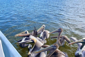 flamingo tour in Rio Lagartos, Yucatan 3 hours